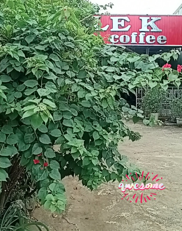 LEK COFFEE ( KA NHỤY )