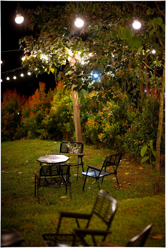 Tree Coffee